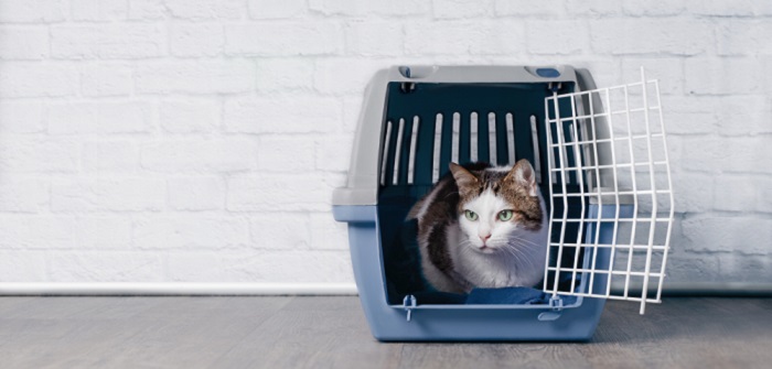 Gute Transportbox Für Katzen