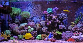 Meerwasseraquarium: 10 Tipps rund ums Meerwasseraquarium