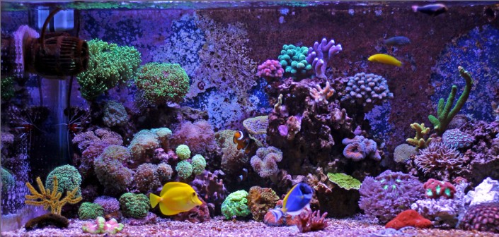 vertegenwoordiger Nationaal volkslied verkorten Meerwasseraquarium: 10 Tipps rund ums Meerwasseraquarium