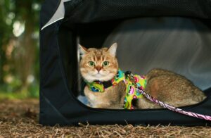 Unsichere Variante der Katze Transportbox mit textilen Wänden: Zu leicht kann die Box kippen, außerdem bietet sie dem Tier keinerlei Halt (#4)