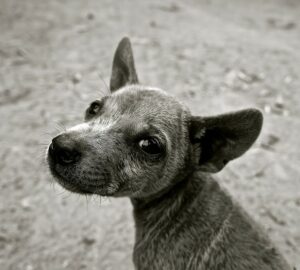 Welches Haustier passt zu mir? Beim Hund stellt sich sogar noch die Frage "Welche Hunderasse passt zu mir?". Keine leichte Entscheidung und man sollte sich hierfür ausreichend Zeit für Überlegungen lassen. (#1)