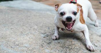 Hunde bellen: diese Gründe gibt es ( Lizenzdoku: Shutterstock- KANUT PHOTO )