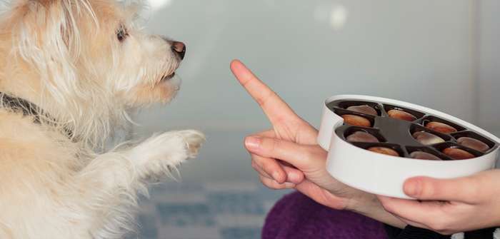 Warum dürfen Hunde keine Schokolade fressen? ( Lizenzdoku: Shutterstock- rfranca )