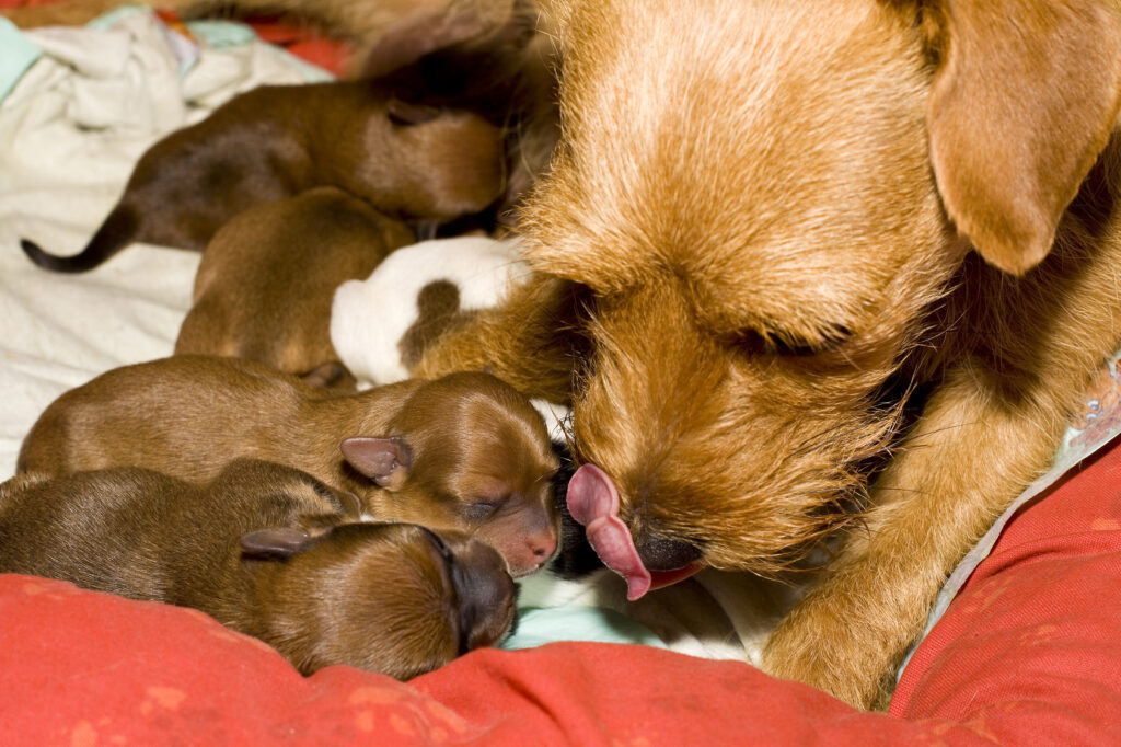 Warum Hunde kastrieren? Eine Möglichkeit ist das Verhindern einer Trächtigkeit.