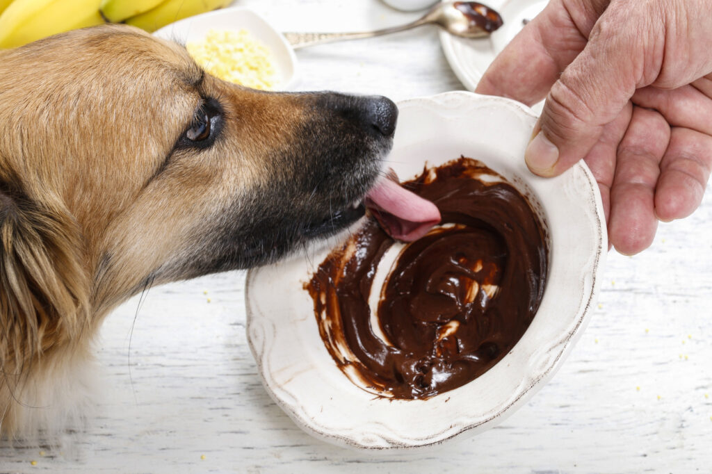 Hunde dürfen keine Schokolade fressen - diese ist lebensgefährlich für sie.