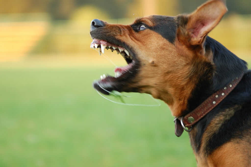 Warum bellen Hunde? Bellen Hunde aus Angst oder Aggression heraus, kann es gefährlich werden.