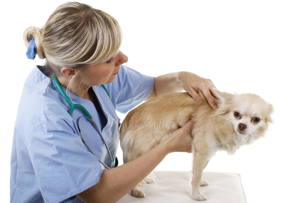Manche Hunde haben so eine Angst vor dem Tierarzt, dass sie aus dem Zittern gar nicht mehr rauskommen.