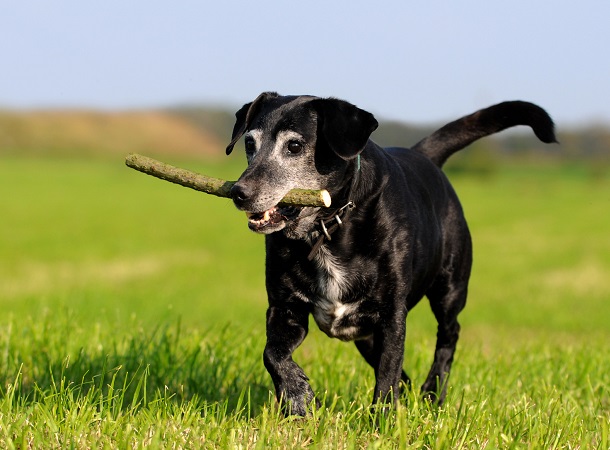 Schwarze hund - Die hochwertigsten Schwarze hund ausführlich analysiert!