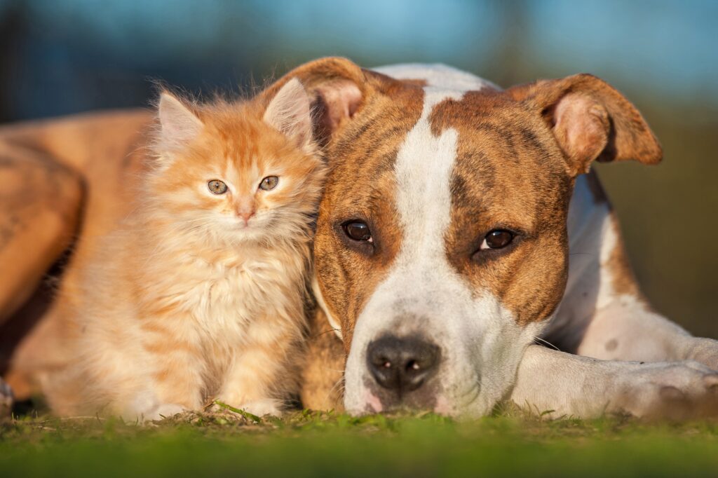  American Staffordshire Terrier: So gefährlich schaut dieser Kampfhund doch nun wirklich nicht aus? Oder? (#03)