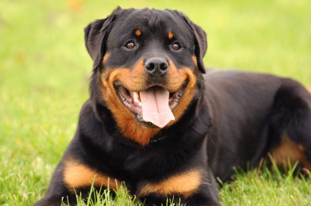 Rottweiler: Offiziell kein Kampfhund - doch auch der Rottweiler ist ein großer und starker Hund, von dem eine Gefährdung ausgehen kann. (#05)