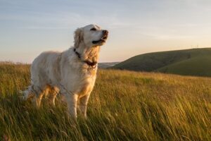 Hunde sind ja bekanntlich Fleischfresser und können in der Regel, Getreide gar nicht oder nur schlecht verwerten. (#01)