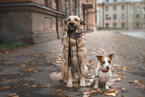 So gibt es Futter für Welpen, ausgewachsene Hunde Senioren sowie für kleine Hunderassen und große Hunderassen.