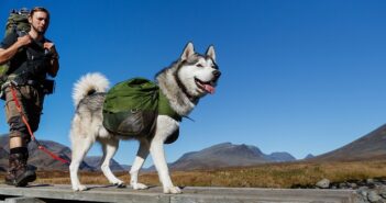 Leinenpflicht für Hunde: Leinenzwang für Hunde?