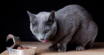 Was ist gutes Futter für Katzen ( Lizenzdoku: Shutterstock-Nailia Schwarz )