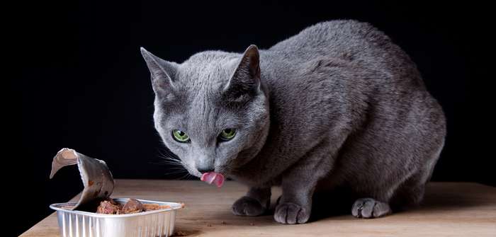 Was ist gutes Futter für Katzen ( Lizenzdoku: Shutterstock-Nailia Schwarz )