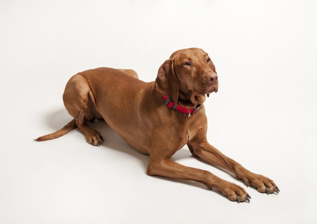 Ein ganz wichtiger Punkt: Rueckruftraining Niemals dem Hund nachlaufen