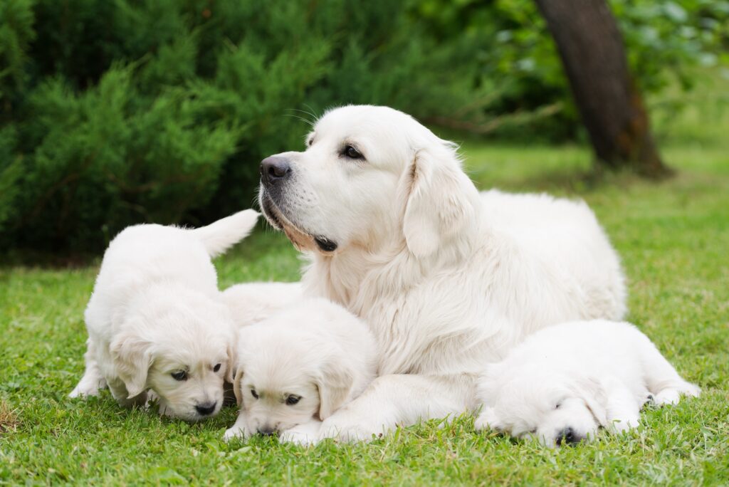 Hundemama mit Ihren Babys. So muss es eine kleine Weile sein, damit die Welpen gesund und glücklich sind