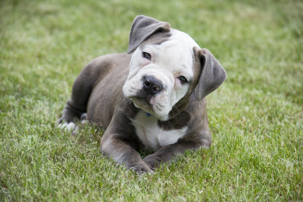 Bulldogge: Mit solch wertvollen Tieren lassen sich gut Geschäft machen. Mindest acht Wochen bei der Hundemama darf nicht jeder Welpe bleiben