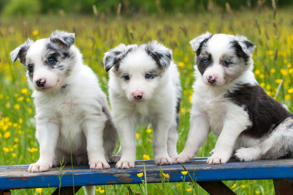 Border Collie Welpen: Diese drei warten voller Sehnsucht auf ein liebevolles Zuhause