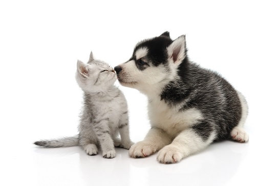 Hund Und Katze So Werden Sie Freunde Fürs Leben