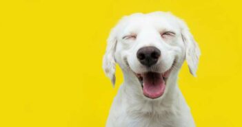 25 Hundebilder süß und lustig ( Foto: Shutterstock-smrm1977 )