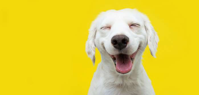 25 Hundebilder süß und lustig ( Foto: Shutterstock-smrm1977 )