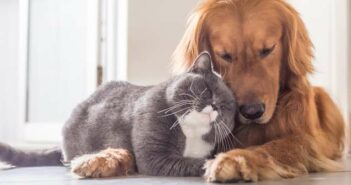 Hund und Katze: So werden sie Freunde fürs Leben! ( Foto: Shutterstock- Chendongshan)
