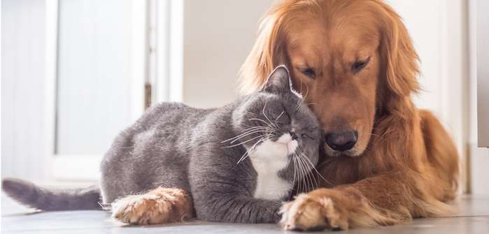 Hund und Katze: So werden sie Freunde fürs Leben! ( Foto: Shutterstock- Chendongshan)
