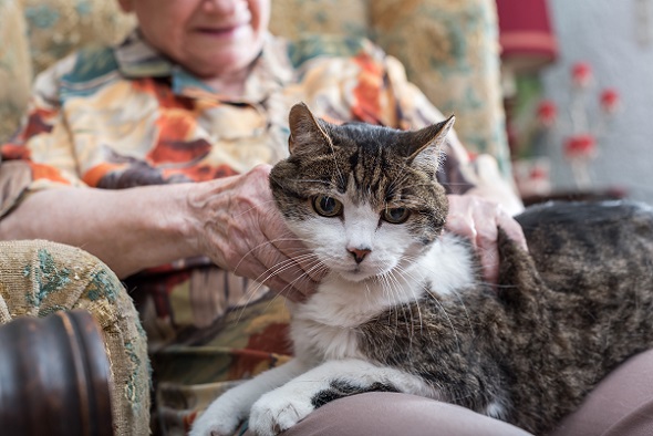 Lebenserwartung Einer Hauskatze Wie Alt Werden Katzen Wirklich