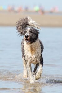 Urlaub mit Hund Das muss mit ins Gepäck #2