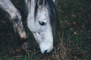 Bei Mangelerscheinungen sorgen Helfer der SOS-Pferdehilfe mit einer artgerechten Fütterung für ein Erholen und ein Wiedereintreten des Wohlbefindens des Pferdes. Auch das Vertrauen zum Menschen muss oft völlig neu aufgebaut werden. (#3)