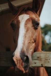 Nicht alle Halter von Pferden sind pflichtbewusst und kennen und kümmern sich um die Bedürfnisse der Tiere. Leider noch zu oft müssen Helfer der SOS-Pferdehilfe eingreifen. (#2)