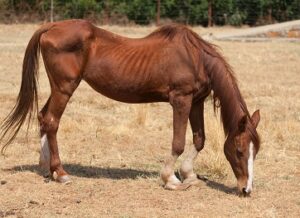 Nach der SOS-Pferdehilfe geht es weiter, und zwar auf einem ganz regulären Hof. Dies hängt in erster Linie auch von der Gesundheit der Tiere ab. (#5)