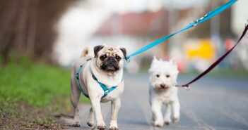 Wie viel Bewegung braucht ein Hund?