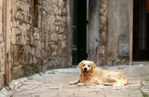Hundefreundlich: Kroatien - ein Traum für jeden Hundebesitzer