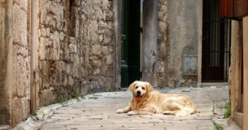 Hundefreundlich: Kroatien - ein Traum für jeden Hundebesitzer