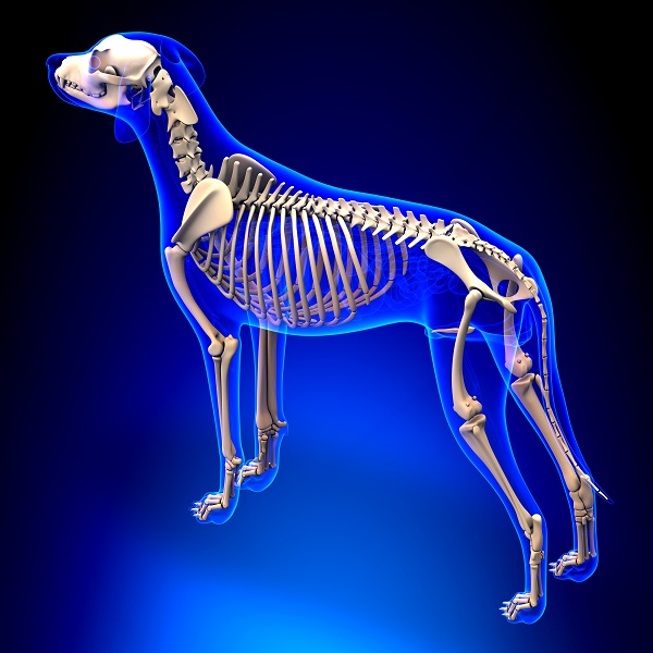 anatomie-des-hundes-der-hund-und-sein-k-rperbau