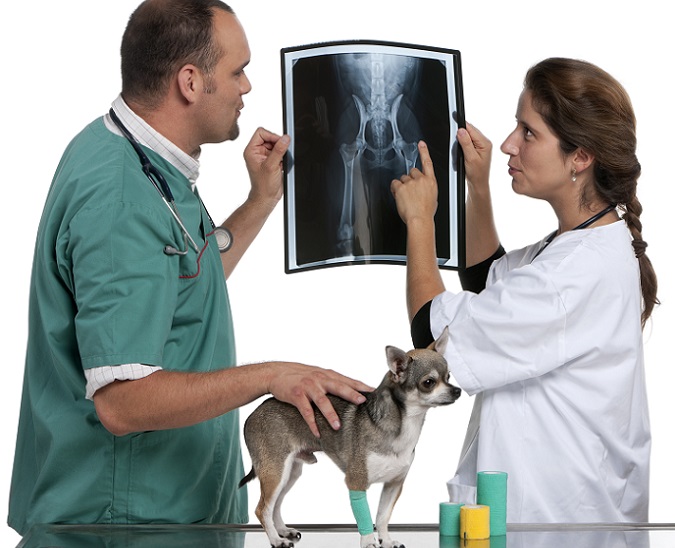 Anatomie hund skelett - Die Auswahl unter allen verglichenenAnatomie hund skelett!