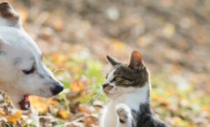 Ein Hund weiß oft nicht mit dem plötzlich veränderten verhalten der rolligen Katze umzugehen. Da kann es schon mal zu Missverständnissen zwischen den beiden Hausgenossen kommen. (#4)