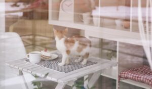 wenn die Katze auf dem Tisch steht, begeistert das außer ihr niemanden. Vor allem Gäste mögen dies nicht. (#2)