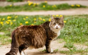 Die trächtige Katze braucht zur Niederkunft einen Wurfbereich. Und zwischendurch braucht sie auch schon mal eine Kuschelhöhle, in die sie sich zurückziehen kann. (#5)