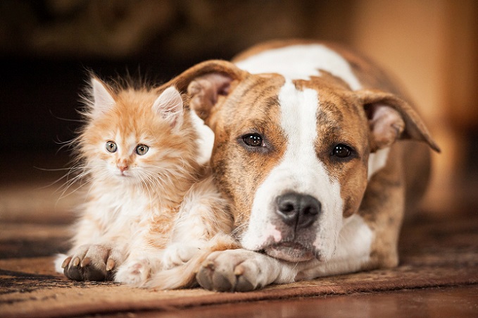 Katzenbilder Die 30 Tollsten Bilder Von Katzen