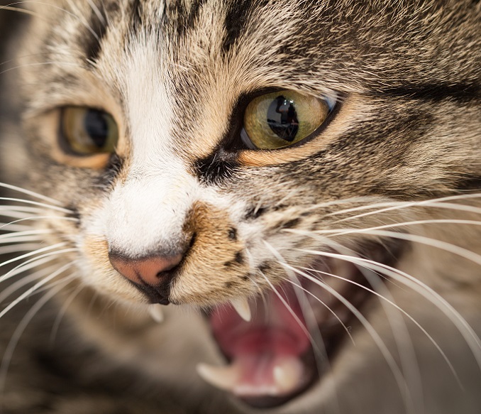 Ich kann auch anders – diese Katze zeigt, dass sie ebenfalls die Zähne fletschen kann. (#10)