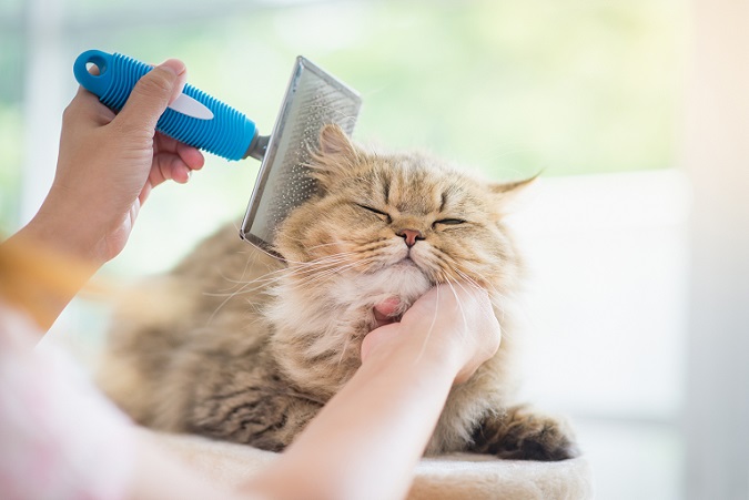 Im Beautysalon – diese Katze genießt die Fellpflege. (#20)