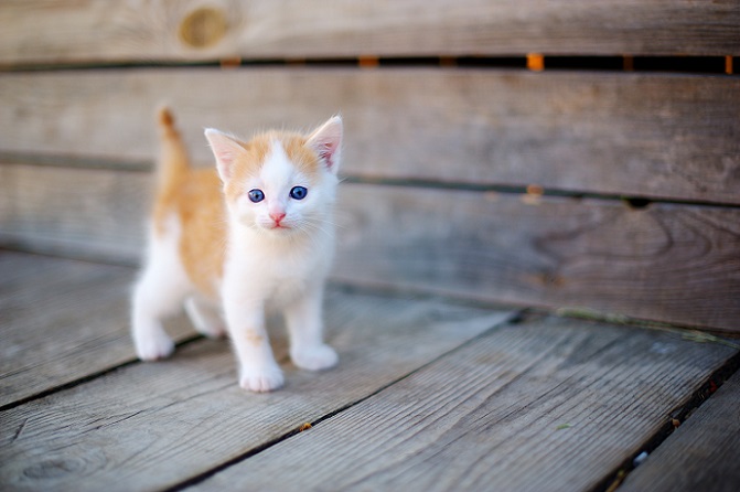 Featured image of post Hintergrundbilder Katzen Babys Sei es in der form von katzenbildern oder als katzenvideos