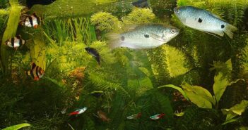 Neonfische - Eine Zierde für jedes Aquarium