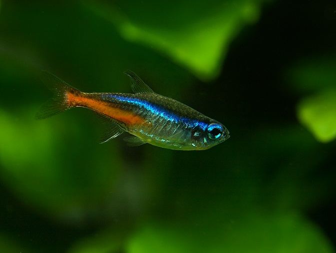  Der rote Neonfisch hat, wie die meisten Salmler, eine Fettflosse. Seinen Namen trägt dieser Fisch aufgrund seiner komplett rot gefärbten, unteren Körperhälfte. (#02)