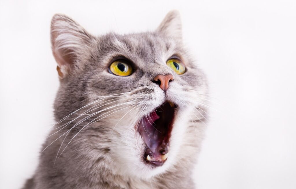 Wenn die Katze rollig ist Die