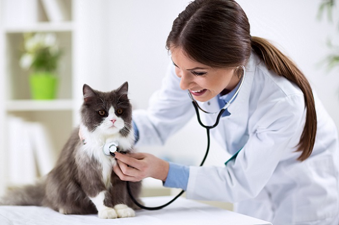 Impfungen sorgen dafür, dass die Katze vor gefährlichen Krankheiten geschützt ist. (#03)