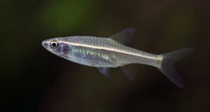 Glühlichtbärbling (Rasbora pauciperforata) (#10)